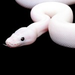 White Snake Dream Interpretation